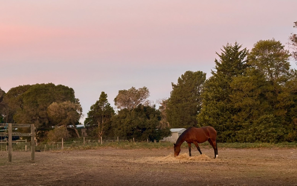 Mare in Paddock